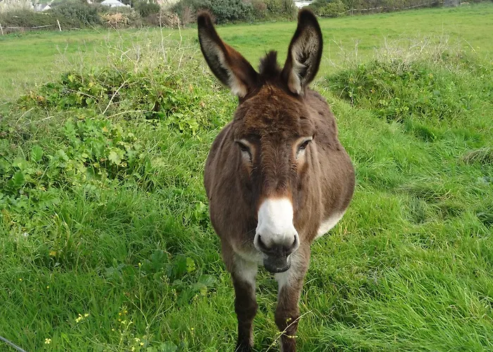Hébergement de vacances Rose Des Sables *